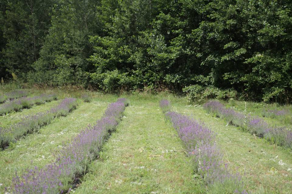 Campo di lavanda Isola