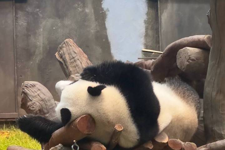 Cina