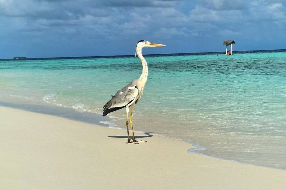 Maldive