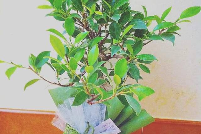 Bonsai di ficus