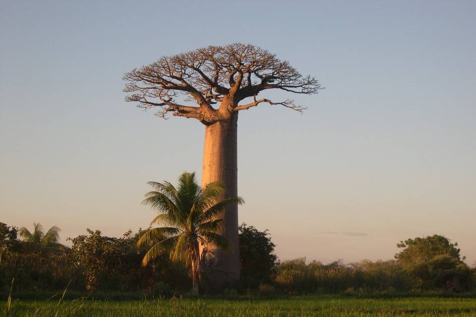 Madagascar