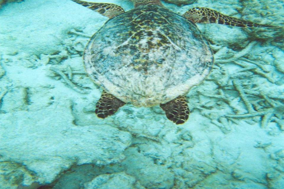 Il mare delle maldive