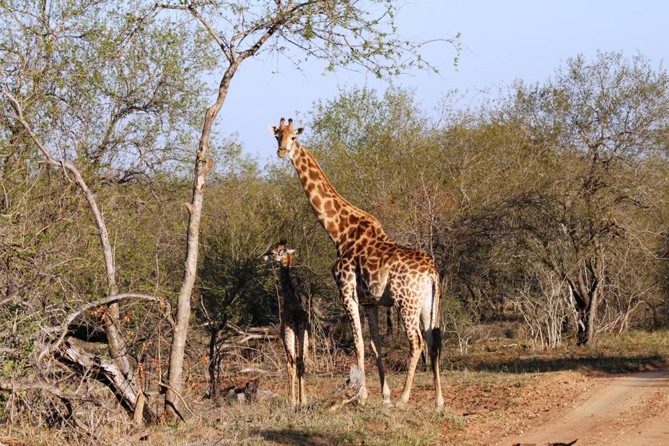 Safari Sud Africa