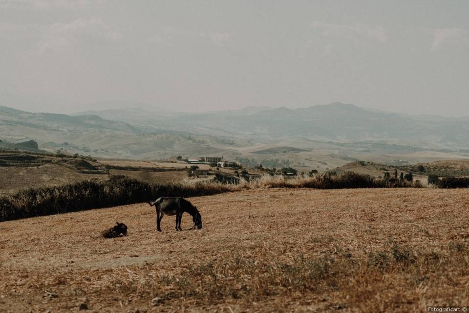 Dettagli della Masseria