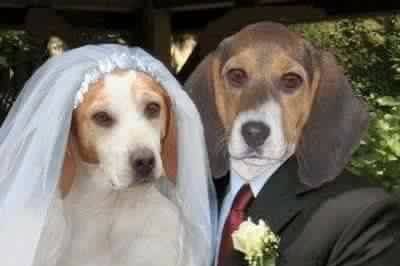 Wedding dogs