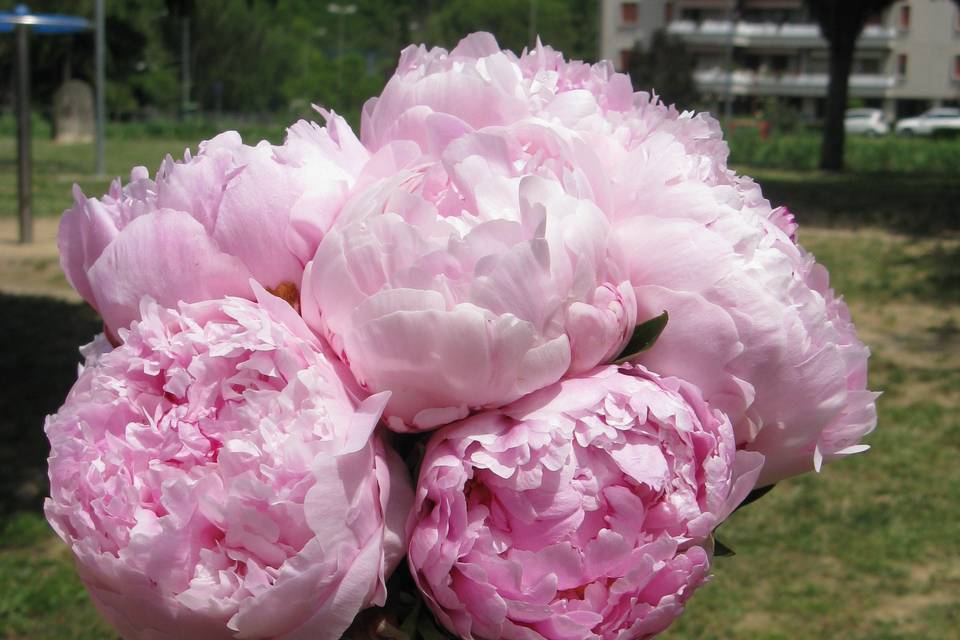 Bouquet di peonie