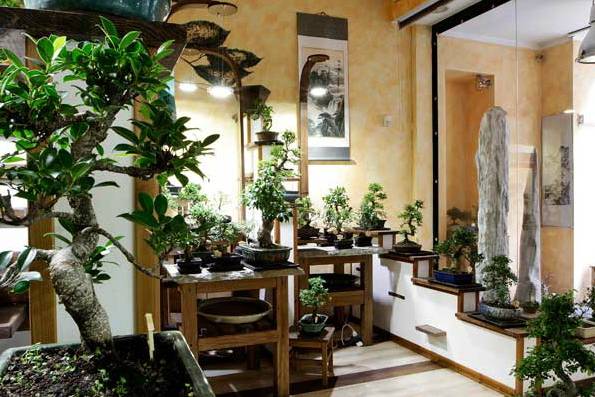 Bonsai - Fiori a Monza consegna a domicilio