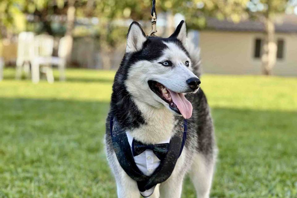 Dog tuxedo clothing