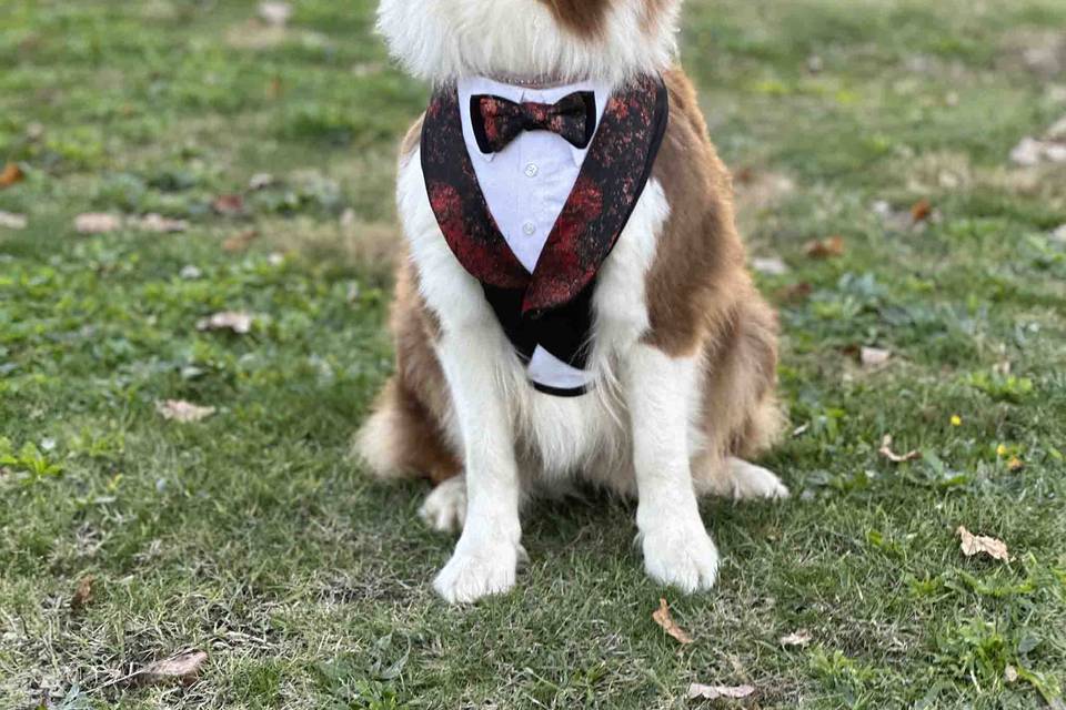 Tuxedo for dog red