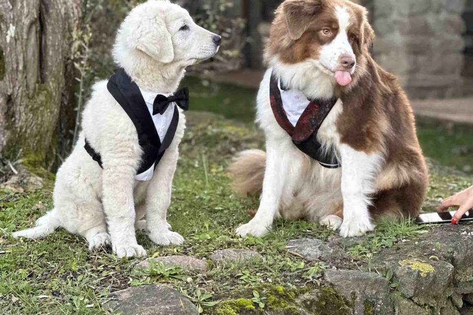 Cani vestiti da matrimonio