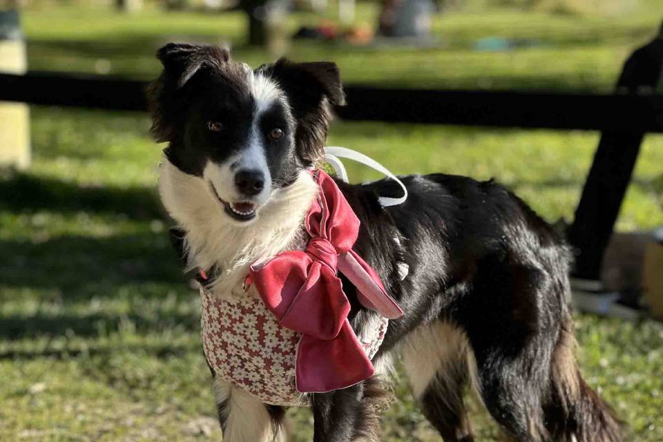 Pettorina per cani con fiocco