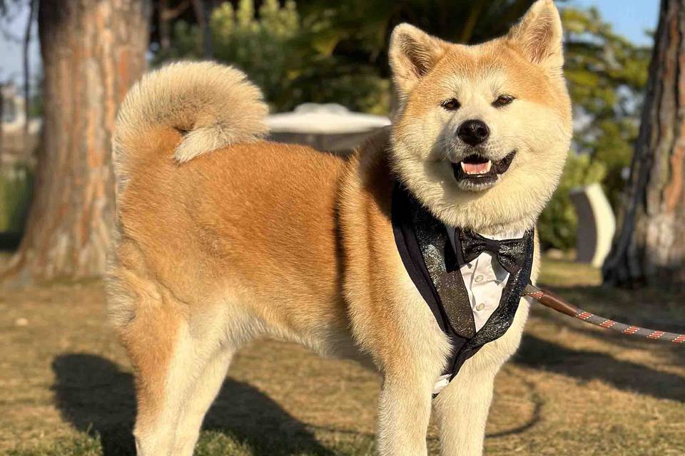 Tuxedo for shiba