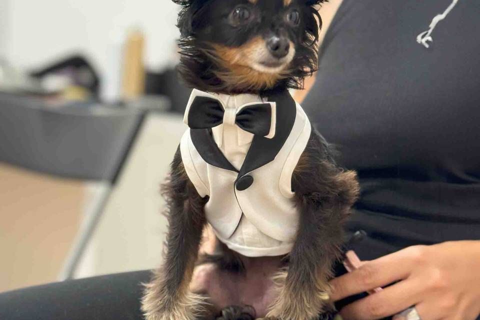 Tuxedo for dog