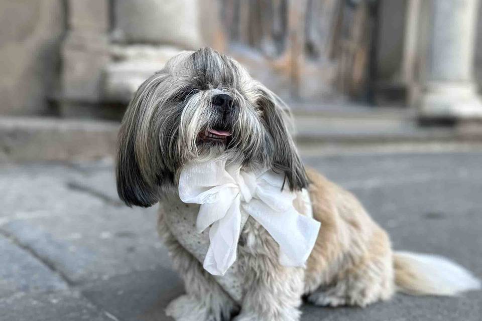 Vestito da sposa per cani