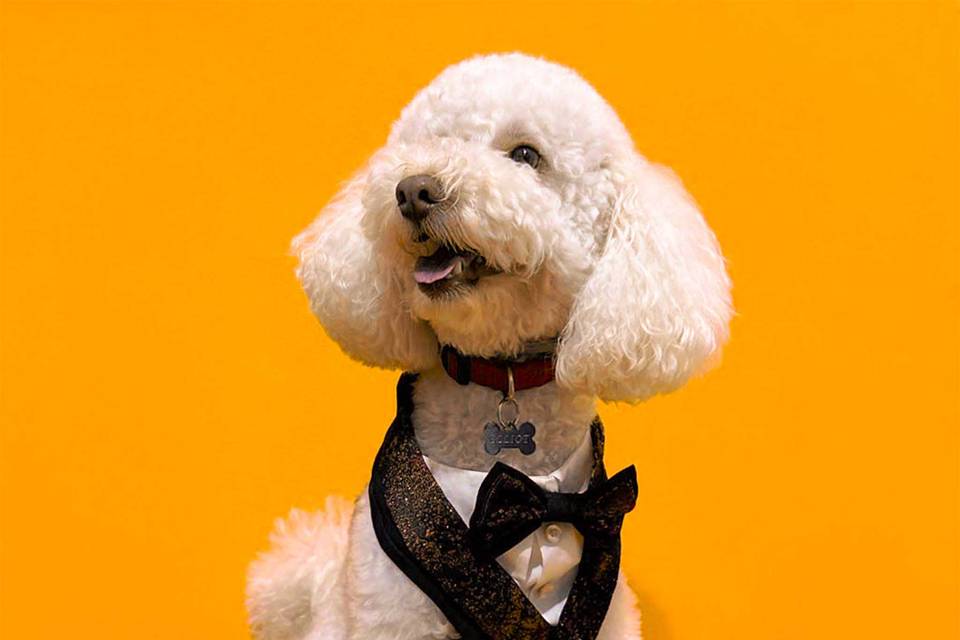 Tuxedo for dog