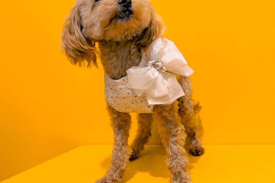 Wedding dress for dog