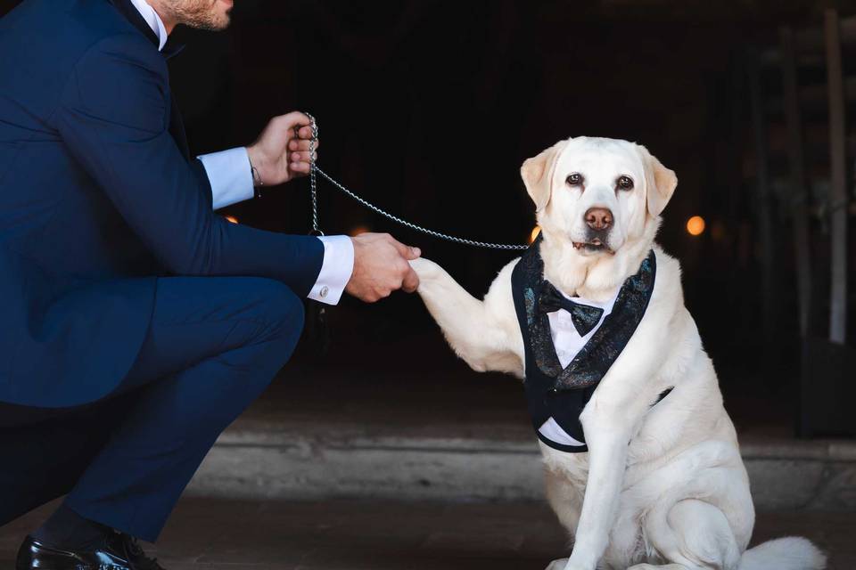 Real wedding with dog