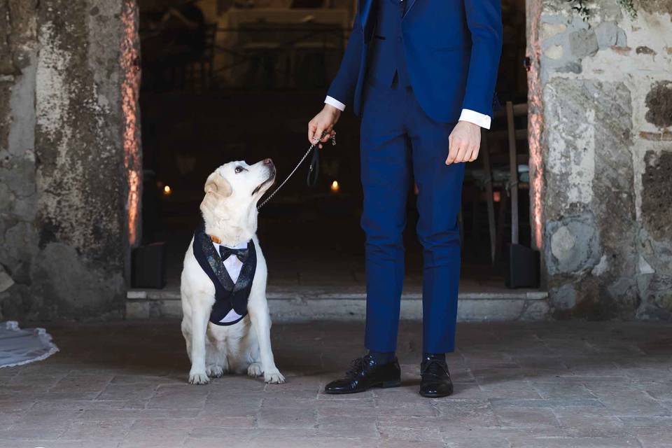 Cane e sposo al matrimonio