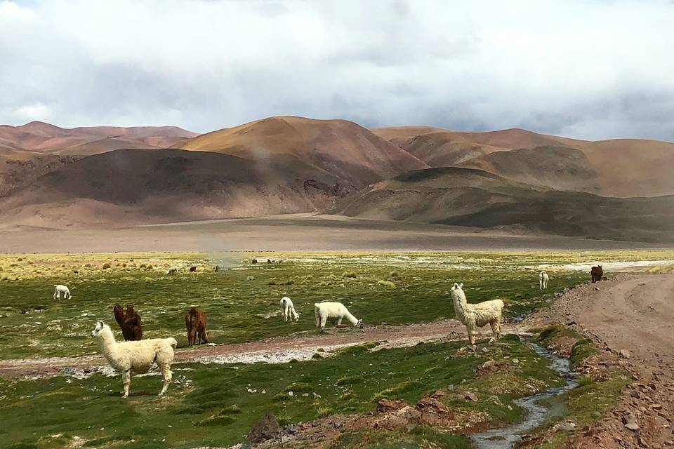 La Forma del Viaggio