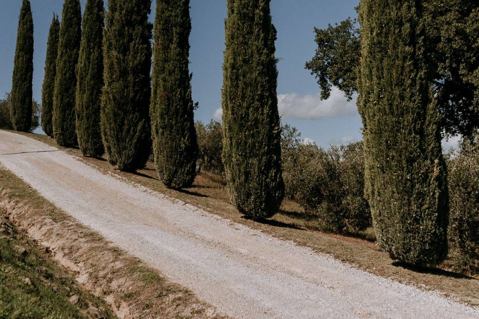 Viale cipressi