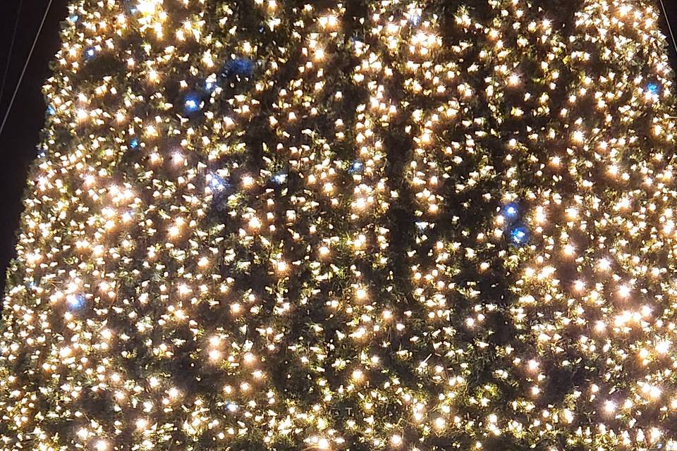 Proposta sotto l'albero di nat