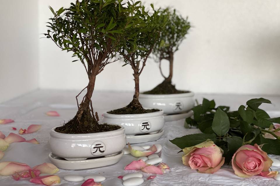 Bonsai mirto in vaso zen