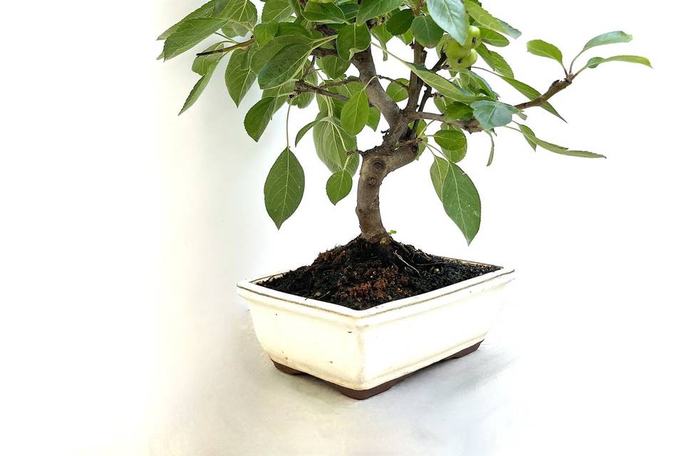 Bonsai di melo