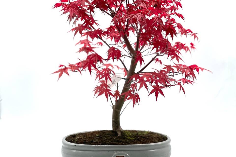 Bonsai di acero