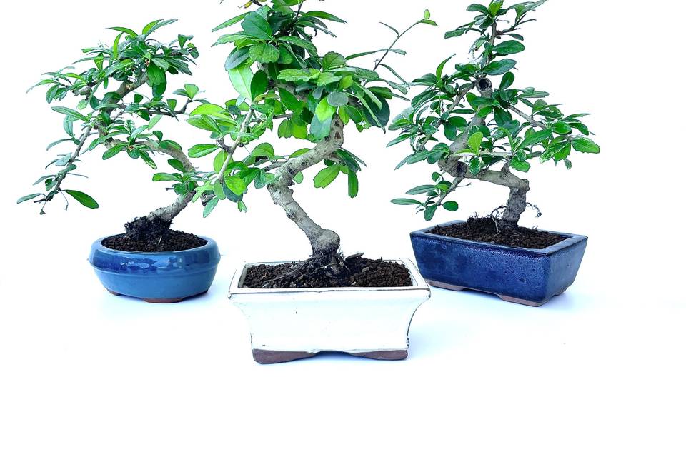 Promozione bonsai lavorati