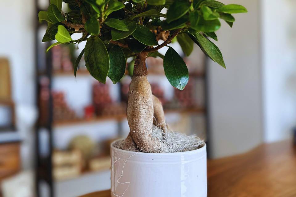 Bonsai in vaso personalizzato