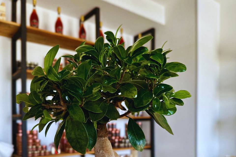 Bonsai in vaso personalizzato