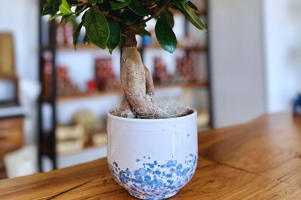 Bonsai in vaso personalizzato