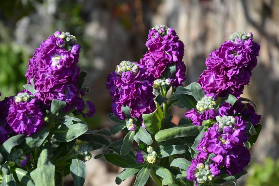 Fiori e Colori