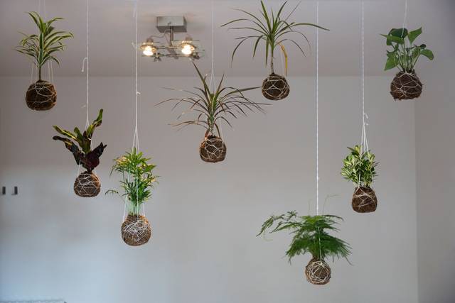 The Hanging Garden