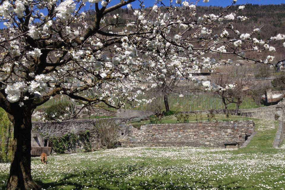 Ciliegio primavera
