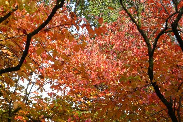 Viale d'entrata in autunno