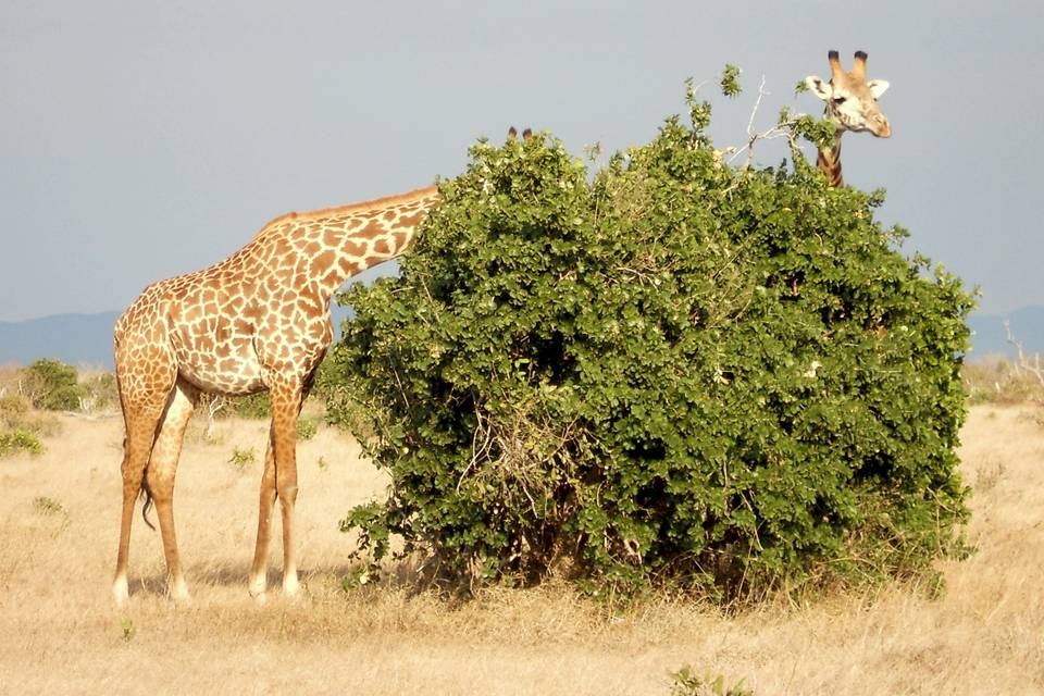 Tsavo, Kenya