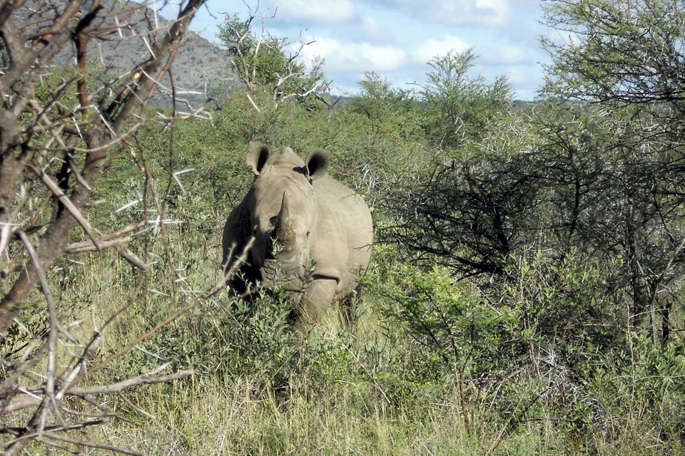 Madikwe Game Res., Sud Africa