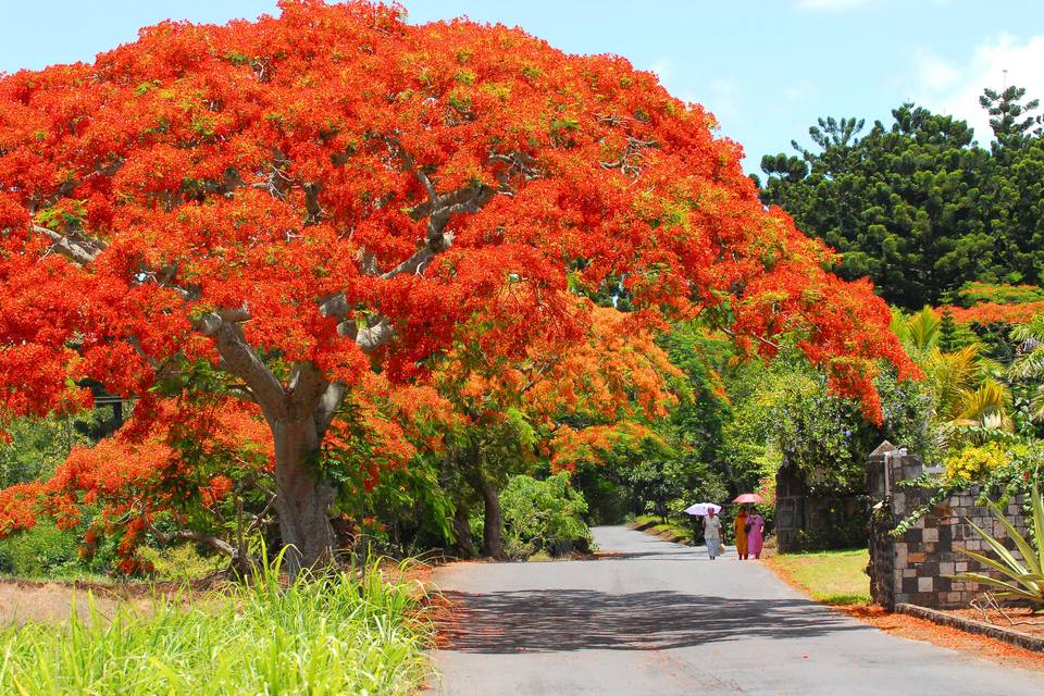 Mauritius