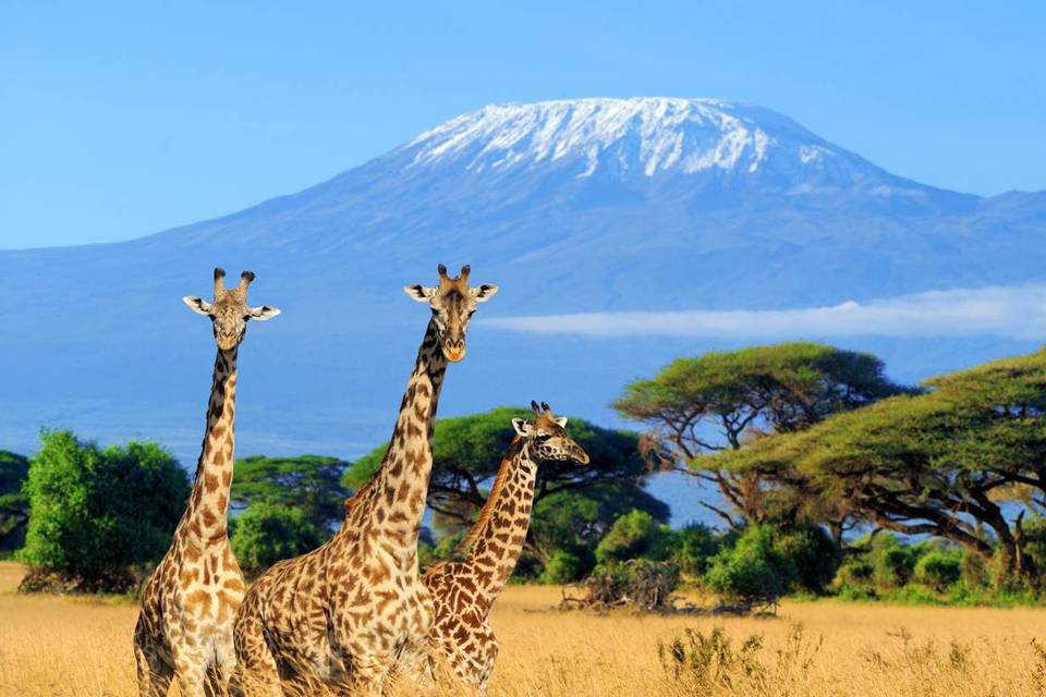 Amboseli National Park, Kenya