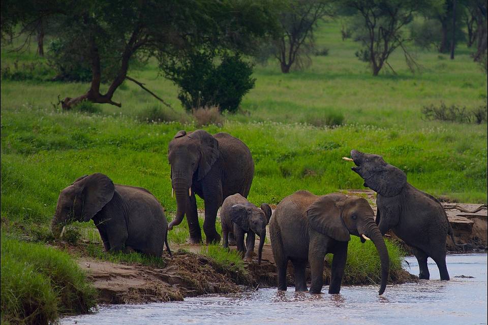 Safari in Tanzania