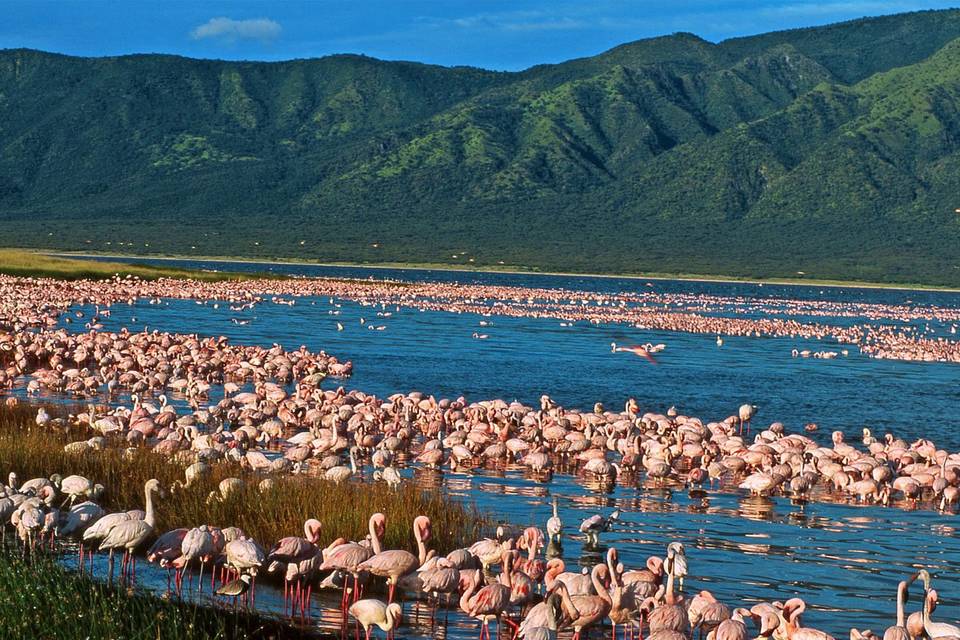 Lago Nakuru, Kenya