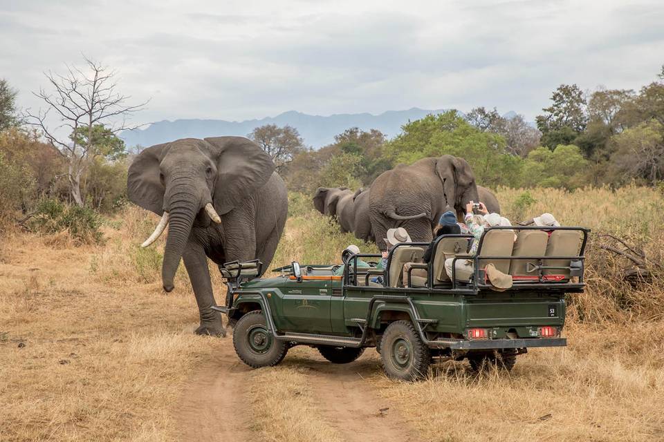 Safari in Sudafrica