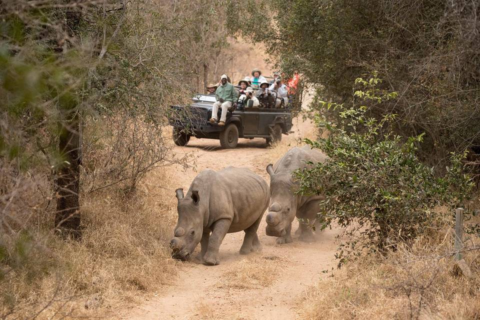 Safari in Sudafrica