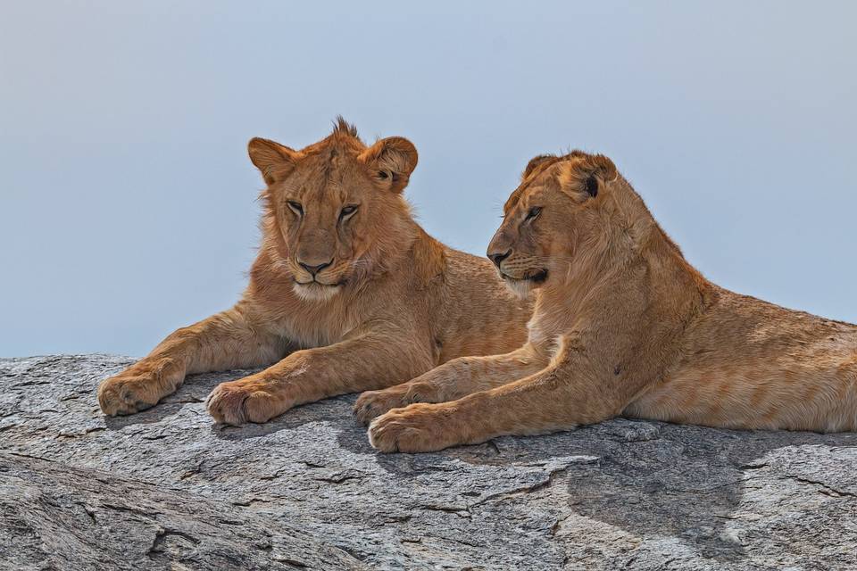 Safari in Tanzania