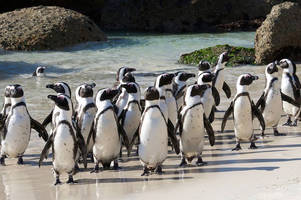 Boulders Beach, Cape Town