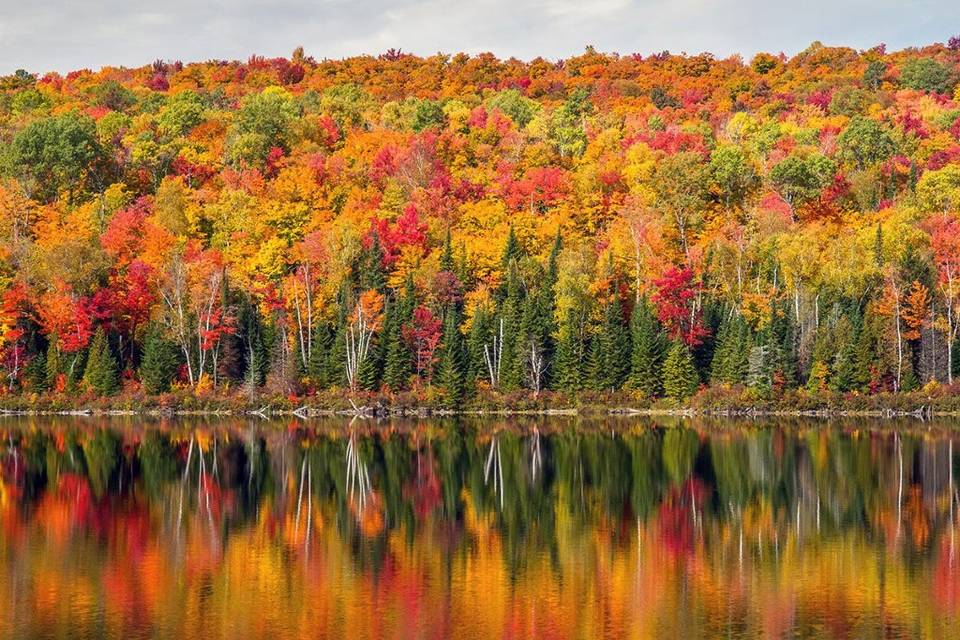 Canada foliage