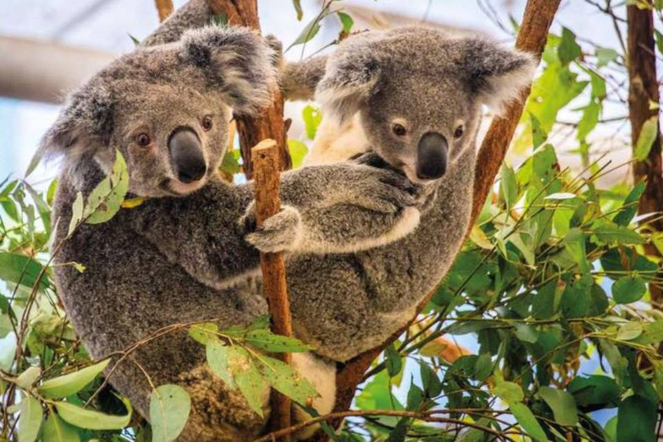 Koala Kangaroo Island