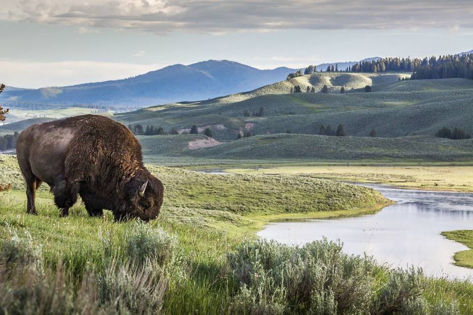 Yellowstone National Park