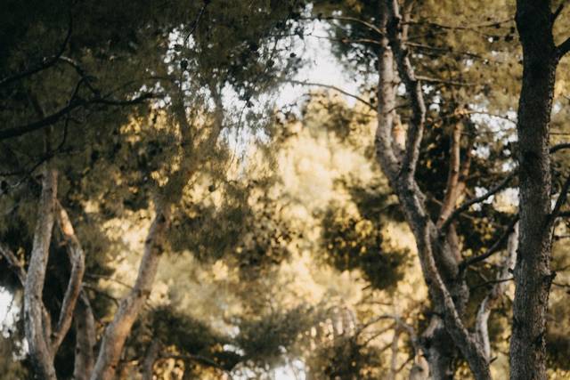 Wedding in Puglia